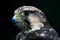 An image of a Lanner Falcon close up headshot