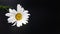 the image of a large beautiful daisy flower on a black background.a genus of perennial flowering plants of the