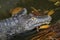 The image of a large crocodile