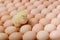 Image of a large group of chicken eggs and one newborn chicken among it.