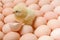 Image of a large group of chicken eggs and one newborn chicken among it.