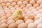 Image of a large group of chicken eggs and one newborn chicken among it.