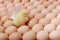 Image of a large group of chicken eggs and one newborn chicken among it.