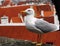 The image of a large marine white gull