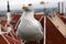 The image of a large marine white gull