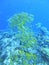 Image of a large school of yellow snapper in a coral reef on Palau