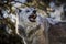 Image of a large timber wolf snarling and baring his impressive teeth.