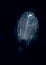 Image of a larval flounder at night.