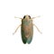 Image of a leafhopper Cicadella viridis on white background. Insect. Animals