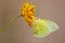 Image of lemon emigrant butterfly Catopsilia pomona is sucking nectar from flowers on a natural background. Insects. Animals