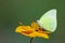 Image of lemon emigrant butterfly Catopsilia pomona is sucking nectar from flowers on a natural background. Insects. Animals