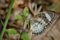 Image of Leopard lacewing Butterfly on green leaves. Insect.