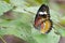 Image of Leopard lacewing Butterfly on green leaves. Insect.