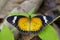 Image of Leopard lacewing Butterfly on green leaves. Insect.