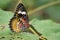 Image of Leopard lacewing Butterfly on green leaves. Insect.