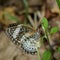 Image of Leopard lacewing Butterfly on green leaves. Insect Animal.