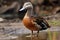 Image of a lesser whistling duck on natural background. Wild Animals. Winged animal. illustration. Generative AI