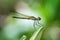 Image of Libellago lineata lineata dragonfly