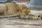 Image of a liger on nature background.