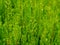 Image of light green cypress tree wonderful color