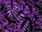 Image of lilac and purple foliage on a black background. Cartoon style. EPS 10