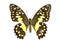 Image of Lime Butterfly Papilio demoleus.