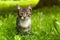 Image of a little kitten with a frightened look standing in the grass