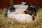 Image of little pig is sleeping. Farm Animals