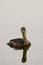 Image of little teal Dabbling duck