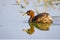 Image of little teal Dabbling duck