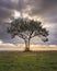 Image of a lone tree against a beach and a dramatic sky during sunset.