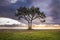 Image of a lone tree against a beach and a dramatic sky during sunset.