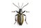 Image of long horned beetle on clean background. Insect. Illustration, Generative AI