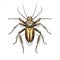 Image of long horned beetle on clean background. Insect. Illustration, Generative AI