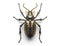 Image of long horned beetle on clean background. Insect. Illustration, Generative AI