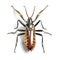 Image of long horned beetle on clean background. Insect. Illustration, Generative AI