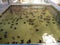 Image of lots of newborn turtles swimming in the big tank at veterinary hospital