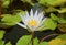 Image of a lotus flower in the pond.