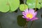 Image of a lotus flower on the water