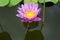 Image of a lotus flower on the water