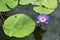 Image of a lotus flower on the water