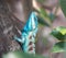 Image of macro blue chameleon on the tree , Natural color change