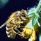 Image of macro of honeybee with detail perched on yellow flower on green background