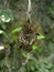 image macro wild wasp honeycomb on wild nature