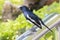 Image of a magpie perched.