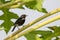 Image of magpie perched on tree branch. in forest
