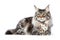 Image of main coon cat on white background. Pet. Animals. Illustration. Generative AI
