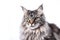 Image of main coon cat on white background. Pet. Animals. Illustration. Generative AI