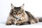 Image of main coon cat on white background. Pet. Animals. Illustration. Generative AI