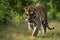 Image Majestic Bengal tiger walks fiercely through natural habitat